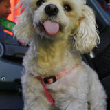 miso-f_P1030310.JPG