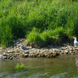 2021-07-04 - DSC06070.jpg