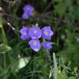 2021-07-04 - DSC06179.jpg