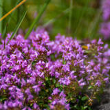 2022-07-04 - DSC09476.jpg