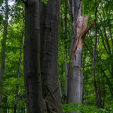 2022-07-06 - DSC09598.jpg